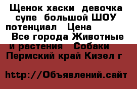 Щенок хаски, девочка супе, большой ШОУ потенциал › Цена ­ 50 000 - Все города Животные и растения » Собаки   . Пермский край,Кизел г.